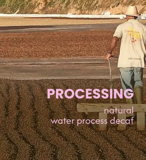 Water Process – Entkoffeinierung der Nutty Nib Kaffeebohnen – MANANA cafẽ