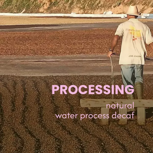 Water Process – Entkoffeinierung der Nutty Nib Kaffeebohnen – MANANA cafẽ