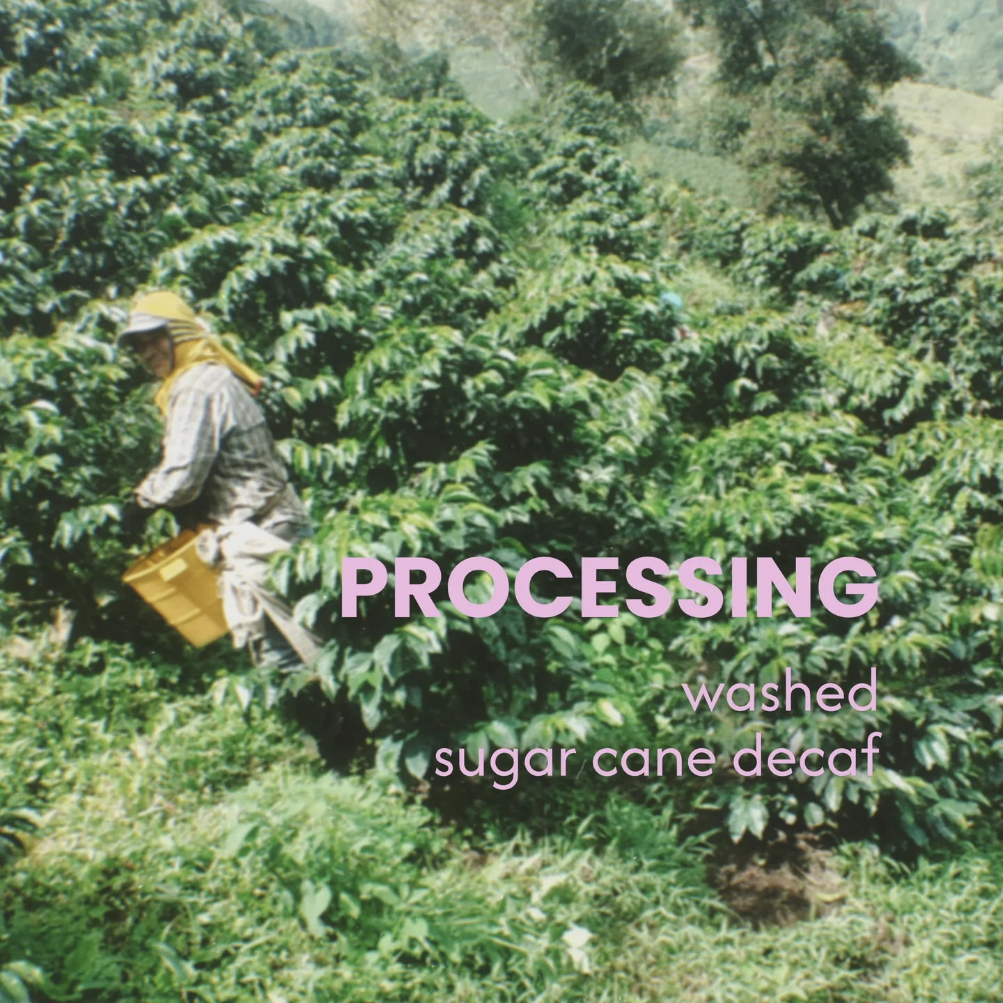 Sugar Cane Process – Entkoffeinierung der Powidl Sip Kaffeebohnen