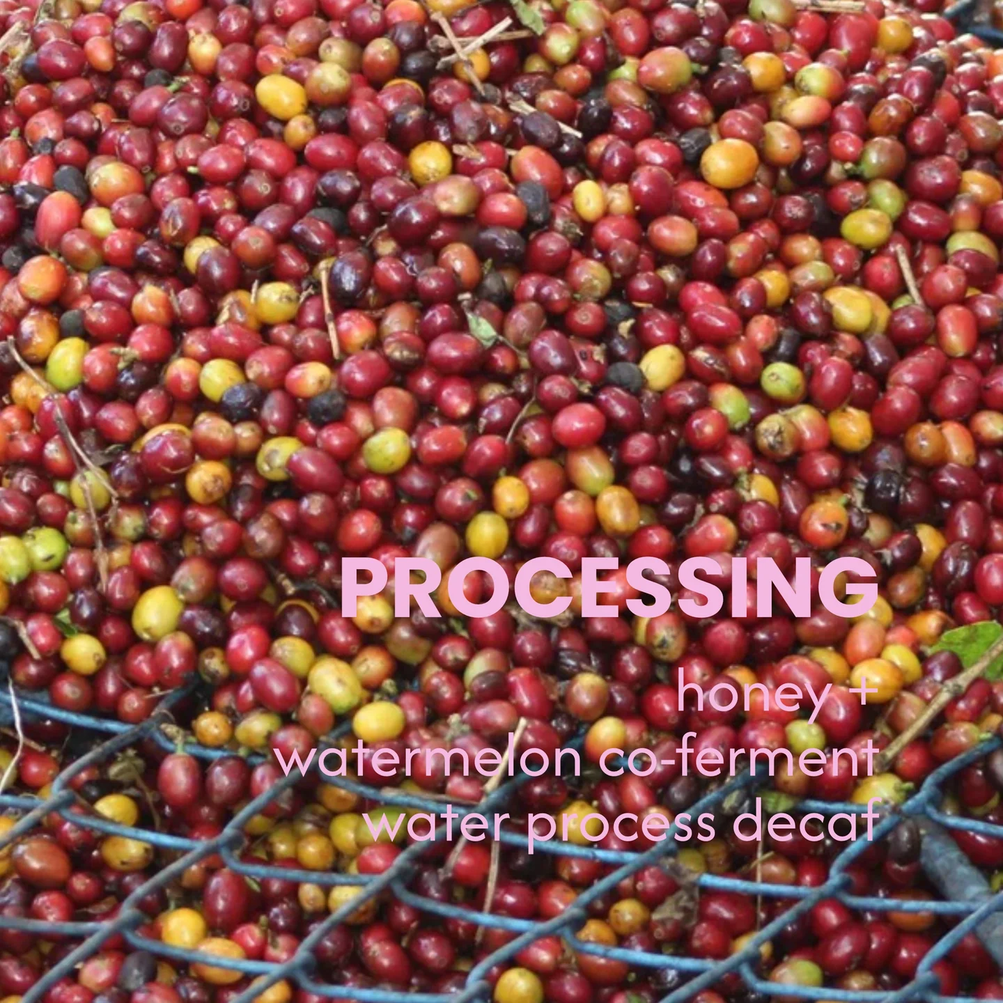 Watermelon Co-Ferment Swiss Water Process – Sandia Sol Entkoffeinierung